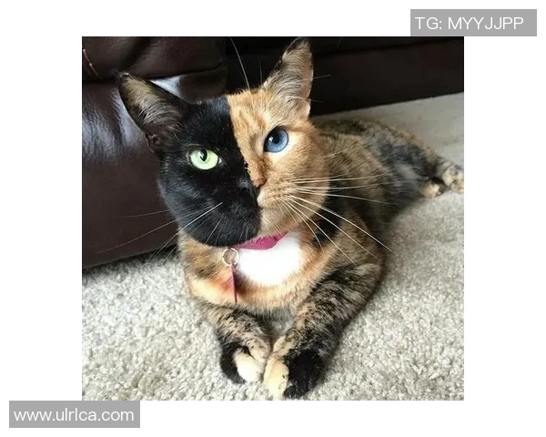 猫咪界的足球明星究竟是谁让我们一起揭晓这位球场上的小巨星